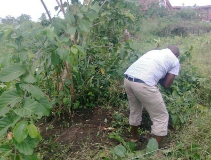 Excavating-the-root-of-Nauclea-latifolia